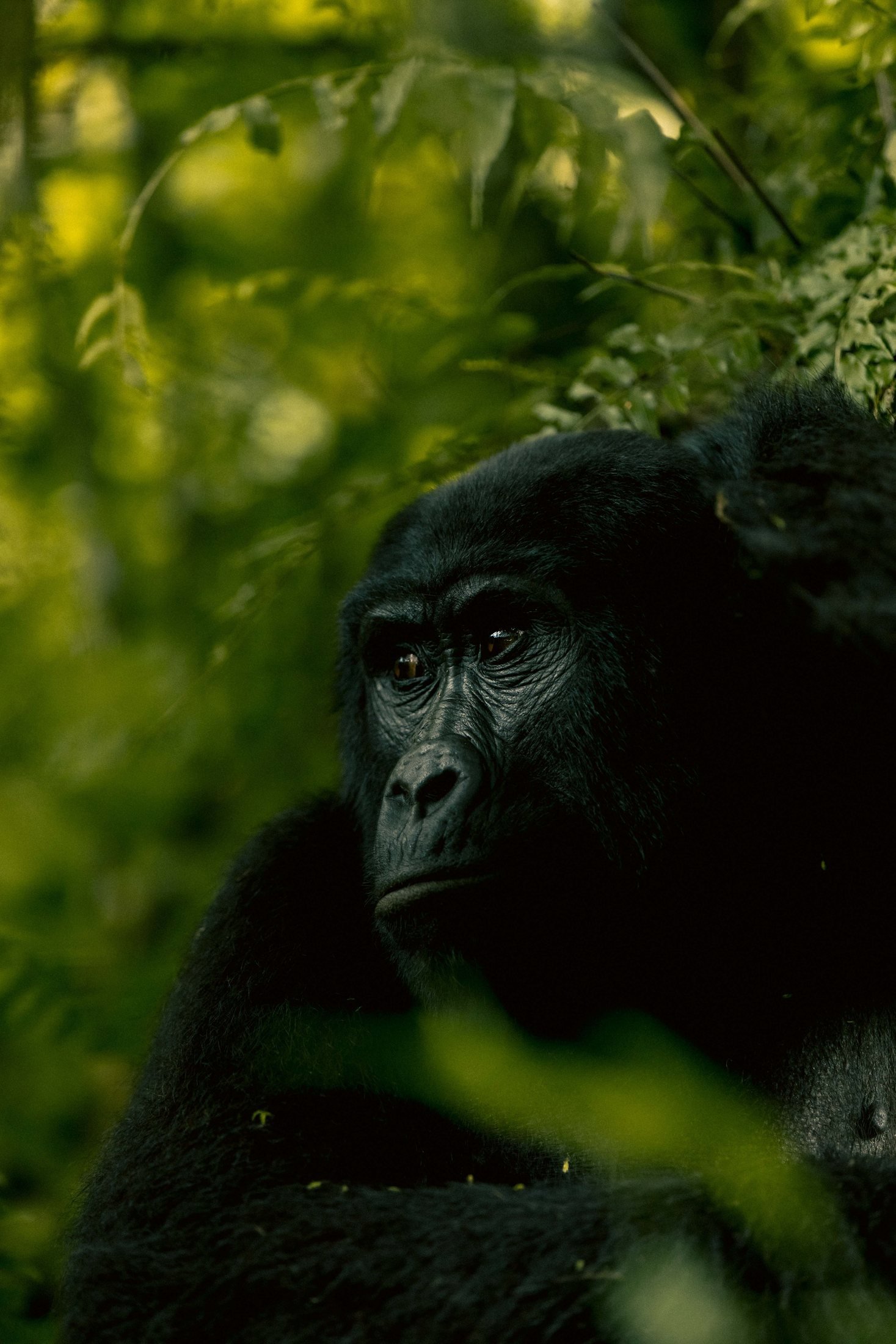 Bwindi